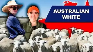 HOW TO DIRECT MARKET LAMB FOR PROFIT | AUSTRALIAN WHITE SHEEP Meat Sheep Farming BUSINESS Australia