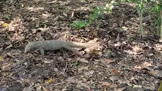 Monitor lizard (clouded monitor) at the Singapore Botanic Garden