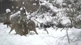 Frisky Red Wolves Romp Around in the Snow
