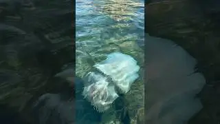 Медуза Ропилема сейчас частый гость на наших сап прогулках😍 