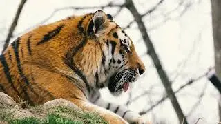 Tiger l Free Stock Footage | No Copyright Videos | Download Link Decription !