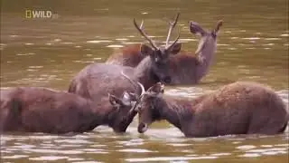 Animal Documentary 2021 Nature Wildlife Animals 2021 HD