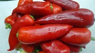 КАК ВЫБИРАТЬ СОРТА ПЕРЦА?