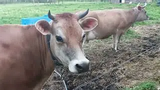 БОРЬБА С МУХАМИ И БОРЩЕВИКОМ🌩️