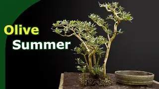 Repotting & Pruning Olive bonsai in Summer