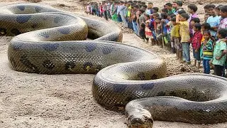 They Found The Largest Snake On The Planet Earth