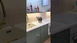 ВАУ! Квартира с двумя кухнями! Повторили бы у себя?
