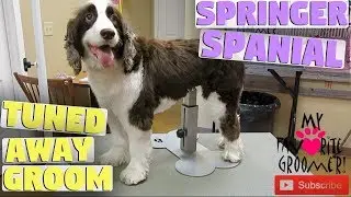 Short Haircut Springer Spaniel