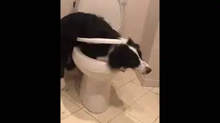 А ты шо тут делаешь при*дурок? А я тут скучаю...