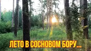 Бузулукские сосны летом!