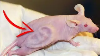 5 ANIMALS CREATED BY SCIENCE 😱