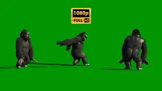 Gorilla dancing on Green Screen Background Video