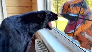 Luna the panther's reaction to a dinosaur 😳😁🐆🦖(ENG SUB)