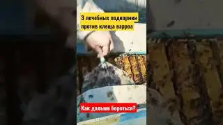 3 лечебных подкормки пчел против клеща варроа. На этом все? 