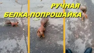 РУЧНАЯ БЕЛКА-ПОПРОШАЙКА