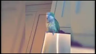 my parrot laughs when i blow on him