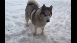 Husky says “no” when asked to come inside