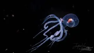 Juvenile Wunderpus Photogenicus filmed on a Blackwater Dive in Anilao, Philippines.