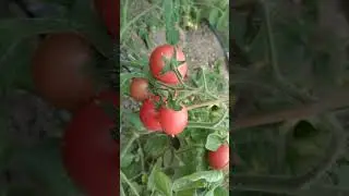 Томат Корейский стелющийся.