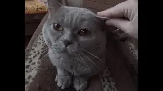 Терпеливый кот Тимофей и надоедливая хозяйка