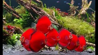 Most Beautiful Red Discus Planted Aquarium - Amazing Discus Tank Mates