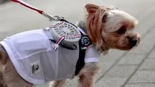 These Dog Clothes Keep Pets Cool in the Heat