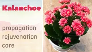 How to grow KALANCHOE plant & rejuvenate it | CARE CONDITIONS