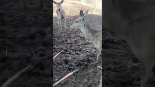 Парк львов Тайган изнутри - видео от кипера, который работал зимой 2024