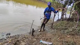 Kembali Pesta Strike Ikan toman umpan jatuh langsung di Sambar
