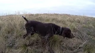 Собака учуела медведя