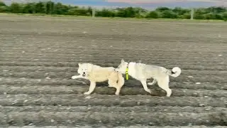 ЧП на прогулке, полярный волчонок охотится на ЗСЛ ТАЙГУ. Знакомим Умку с Кубой. Дружба с Вегой.