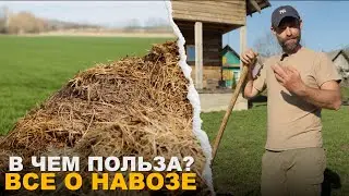 ЛУЧШЕЕ ОРГАНИЧЕСКОЕ УДОБРЕНИЕ. Как правильно применять навоз на огороде.