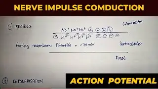 Generation and conduction of nerve impulse | nerve impulse conduction in neuron | phases