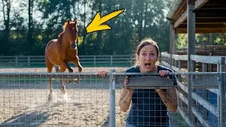 What the wild horse did to the defenseless girl shocked the whole world!