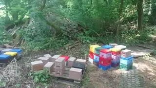 Бакфаст,  облёт маток на Лаутенталь 09. Juni 2018