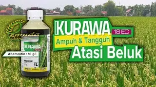 REVIEW INSEKTISIDA KURAWA TERBARU DARI PT. DGW