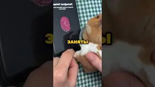 Первый хомяк с iPhone 🐹📱