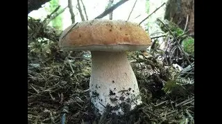 Поход за Белыми грибами. Грибы и Лес.