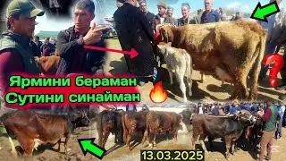 ДАХШАТ🔥🔥 БУГУН МАКРИД МОЛ БОЗОРИ КАЙНАДИ. СИГИРЛАР ТУКИЛДИ, БУКАЛАР АРЗОН #molbozor #sigir #ferma