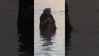 Восстановления лапы у тигренка