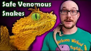 Top 5 DEADLY Venomous Snakes and The Close Alternatives That Wont Kill You!