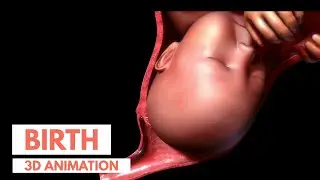 Labor and Delivery | 3D Animation of Childbirth