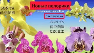 Где купить орхидею бабочку, пелорик или эксклюзивную новинку. Новинки от Ирины Ким и SONYA orchids