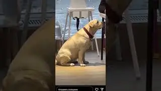 Лабрадор и Давидыч🐶