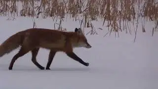 На реке клюет плотвичка и пришла опять лисичка