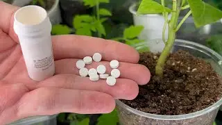 Я в Шоке! Cтебли у Перца, Томатов, Огурцов Толстеют и Укрепляются На Глазах! Мощная Подпитка.