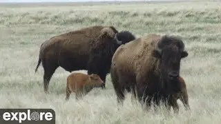 Bison Calving - Grasslands National Park powered by EXPLORE.org