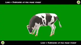 Cow Eating Green Screen