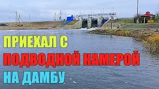 С ПОДВОДНОЙ КАМЕРОЙ НА ДАМБЕ. Какая рыба здесь плавает?