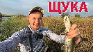ЩУКА на дикій водоймі Ловля на спінінг літом !!